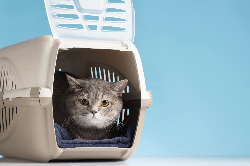 How to Choose the Best Cat Carrier for Your Furry Friend